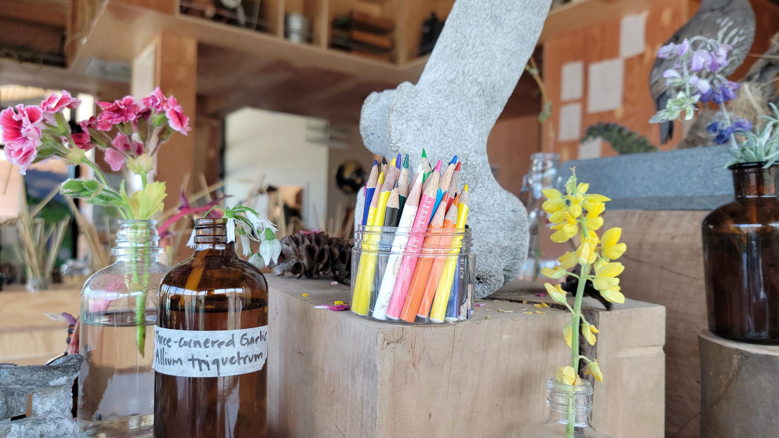 A jar of colorful pencils surrounded by plant specimens.