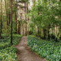 A trail in the woods.