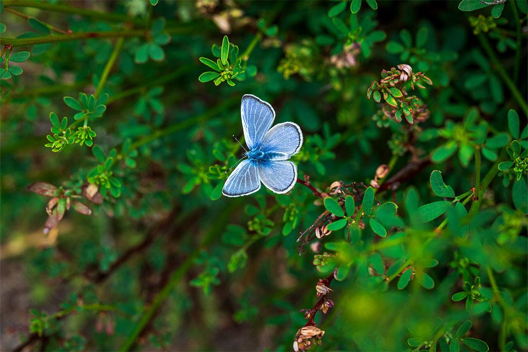 Silvery Blue butterfly in the foreground of green plants