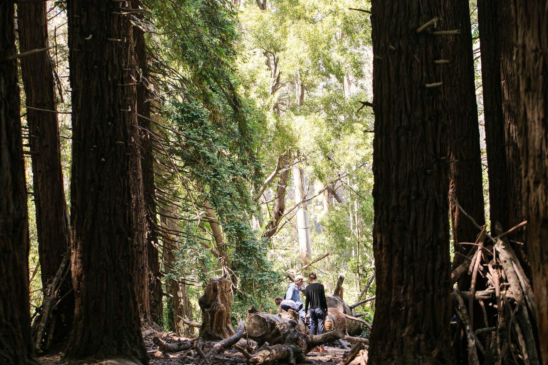 Visitors exploring redwoods in the Presidio. Photo by Myleen Hollero.