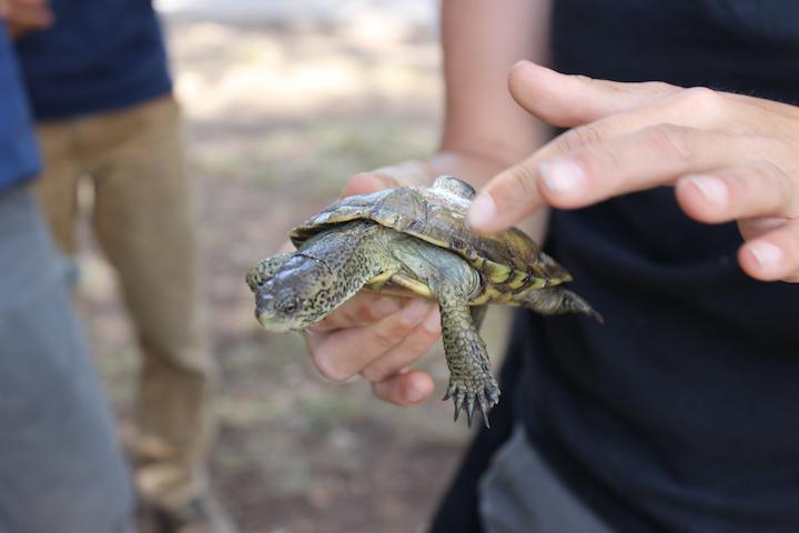 A Western Pond turtle is reintroduced into Mountain Lake.