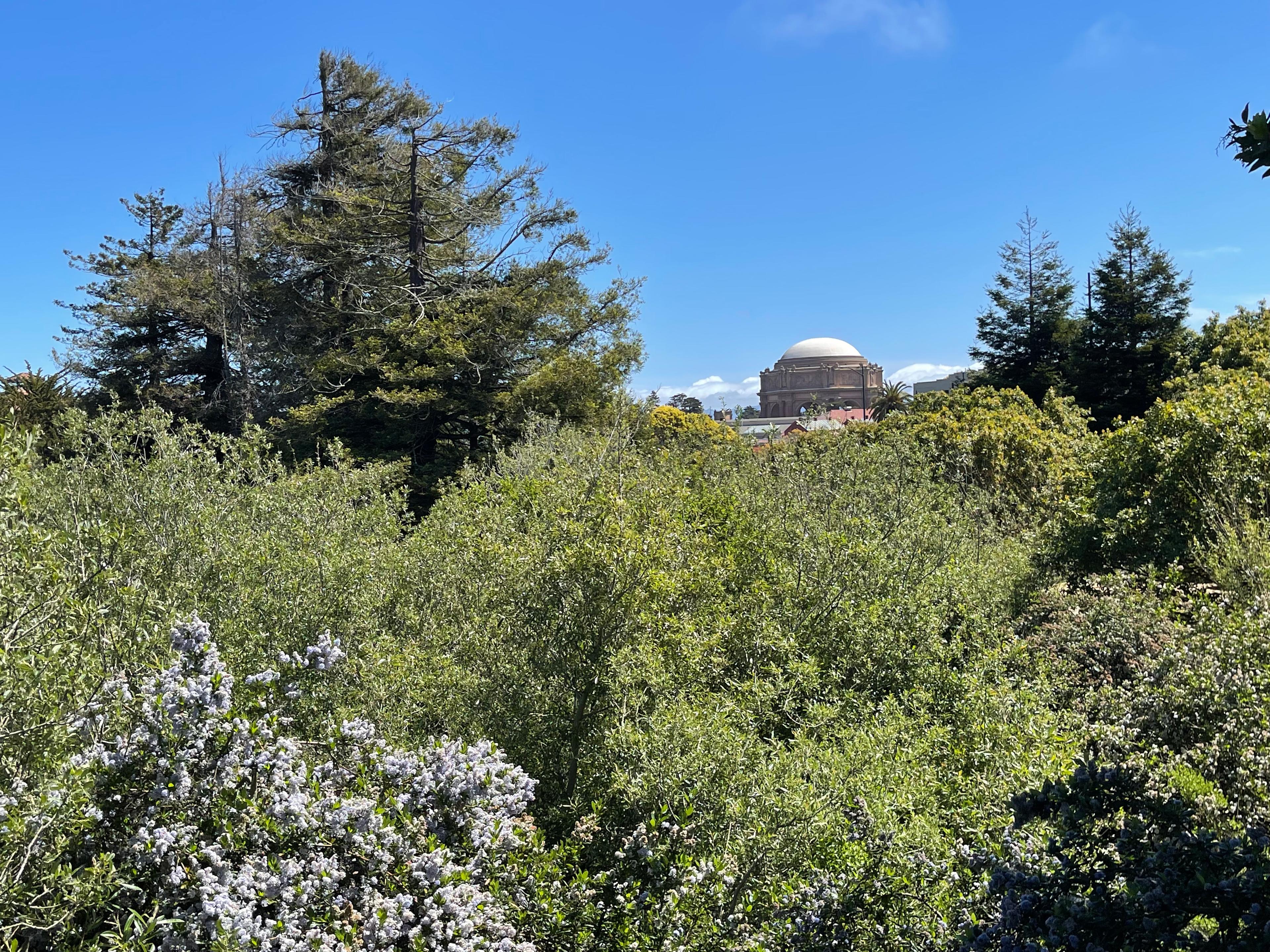 View of Palace of Fine Arts from Thompsons Reach with trees in the foreground.
